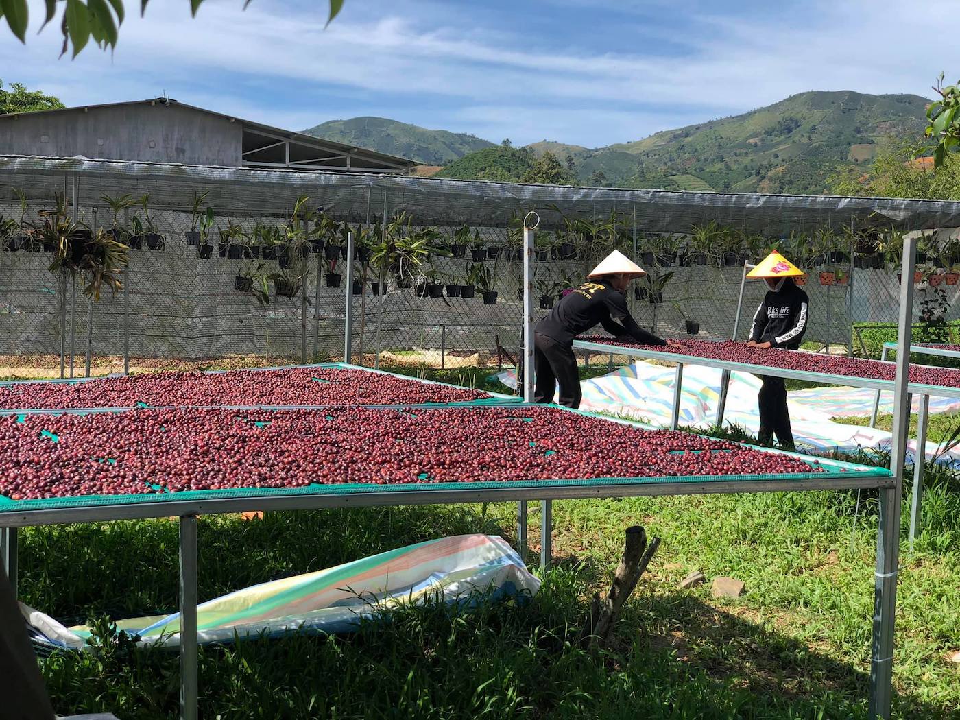 Đến ngay GOT Coffee Bảo Lộc nghe kề về câu chuyện cà phê sạch 6