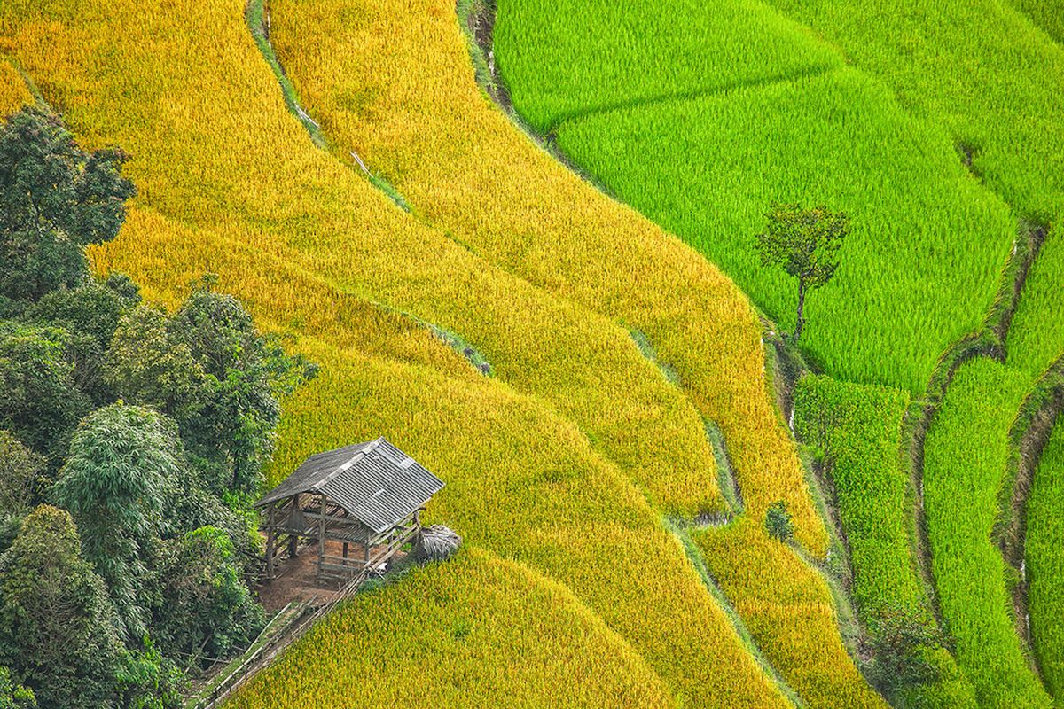 Về Nậm Ty mùa lúa chín tại Hoàng Su Phì 3