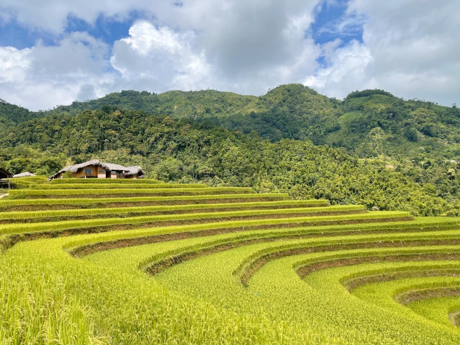 Mùa lúa vàng ở Hoàng Su Phì, thời điểm khiến hội sống ảo mê mẩn 2