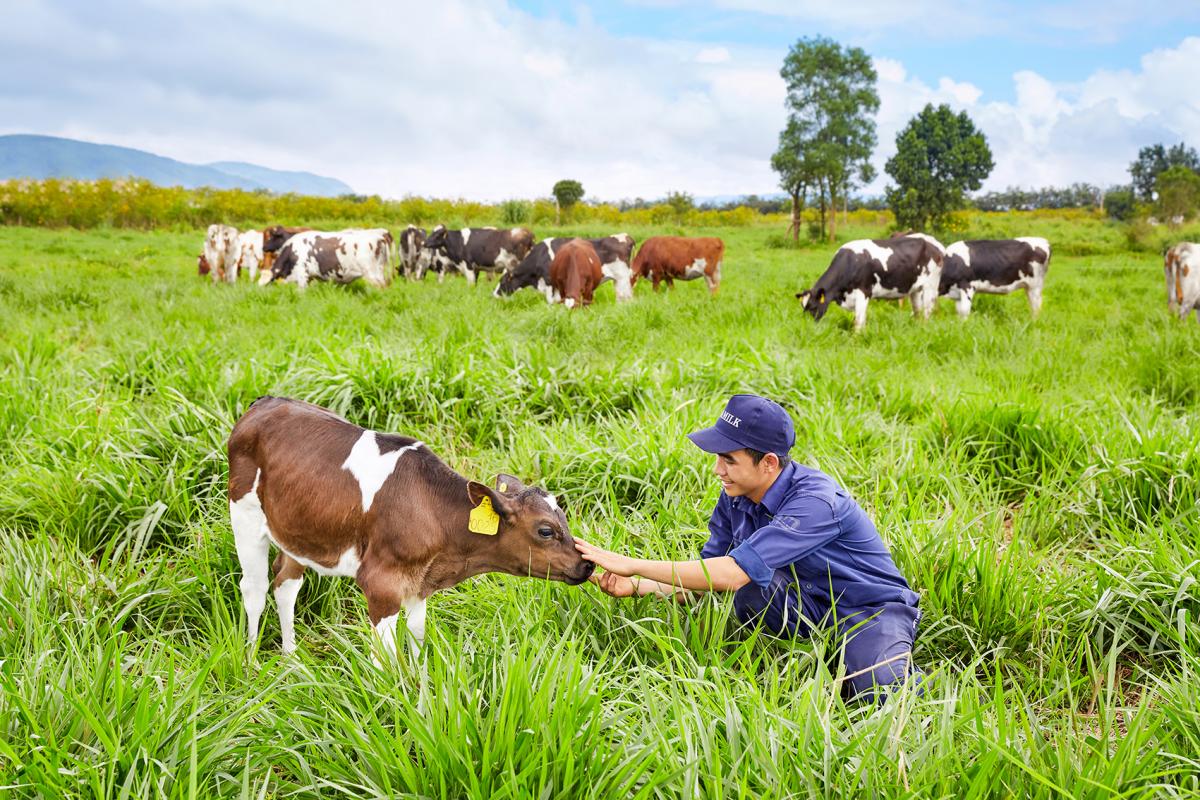 Trải nghiệm tại nông trại đạt chuẩn châu Âu Vinamilk Organic Milk Farm 7