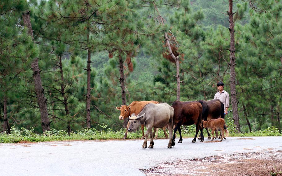 Chia sẻ kinh nghiệm đi du lịch Yên Minh - Hà Giang tự túc 5