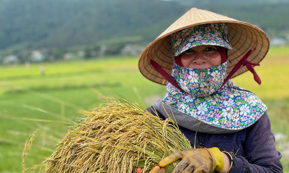 Cánh đồng Ngô Sơn, mảnh ghép tuyệt đẹp giữa đại ngàn xanh thẳm 3