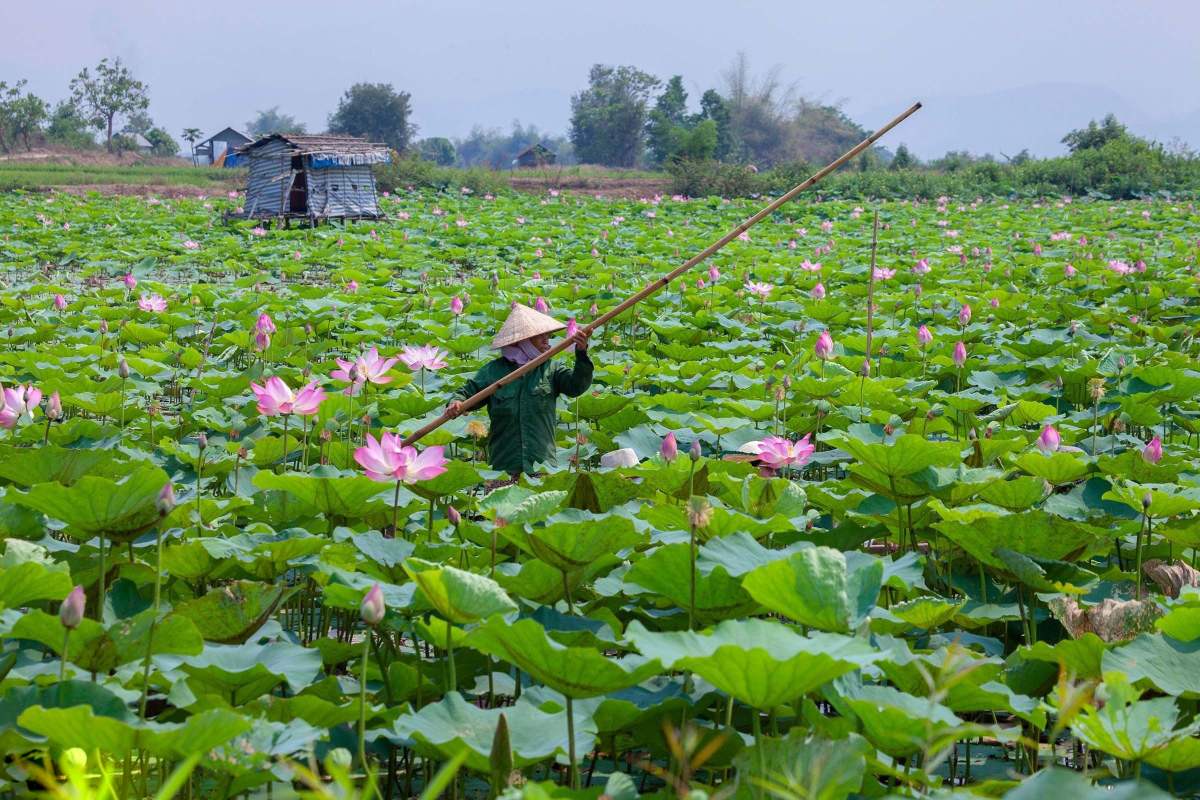 Cánh đồng sen Phú Thiện và vẻ đẹp ngây ngất lòng người 4