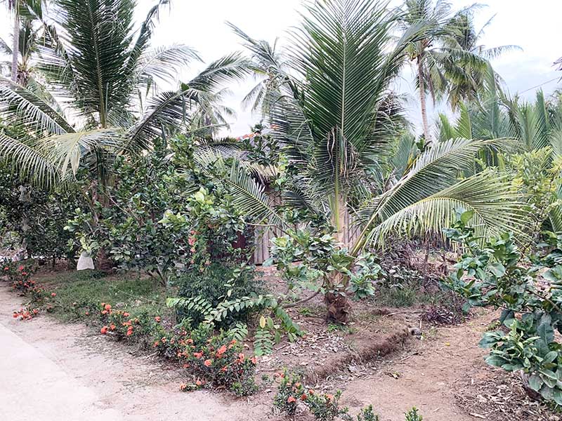 Cồn Ốc Bến Tre và vẻ đẹp đậm chất hoang sơ, thanh bình 6