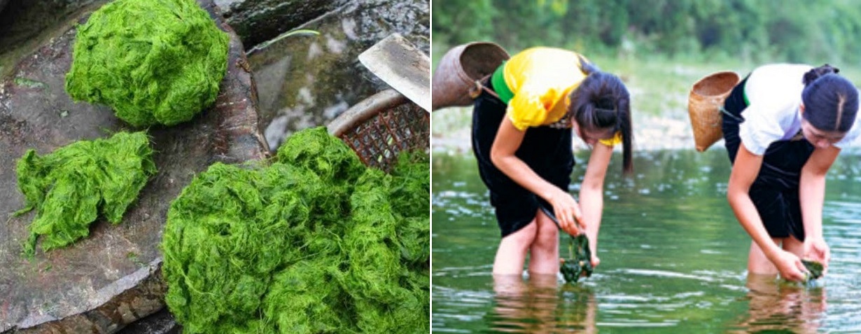 Say lòng với vị ngon lạ miệng của rêu nướng Hà Giang 4