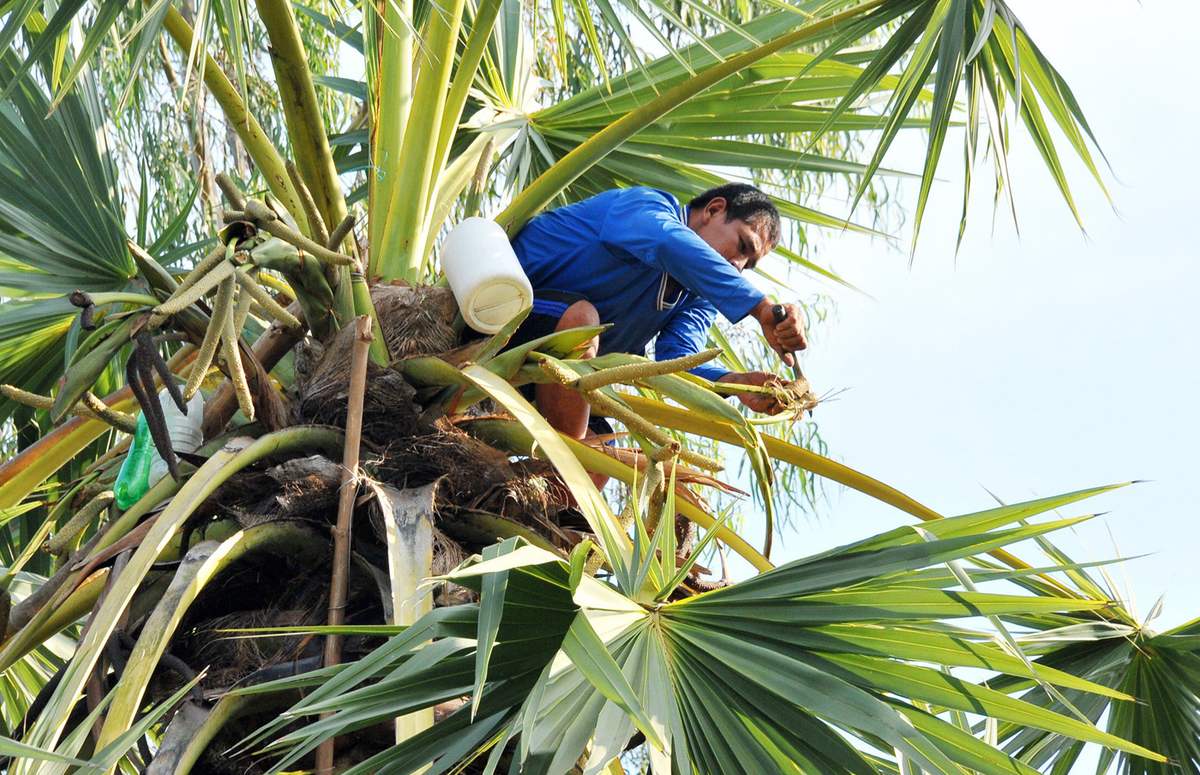 Cây Thốt nốt An Giang, thức quà quý giá đến từ thiên nhiên 5