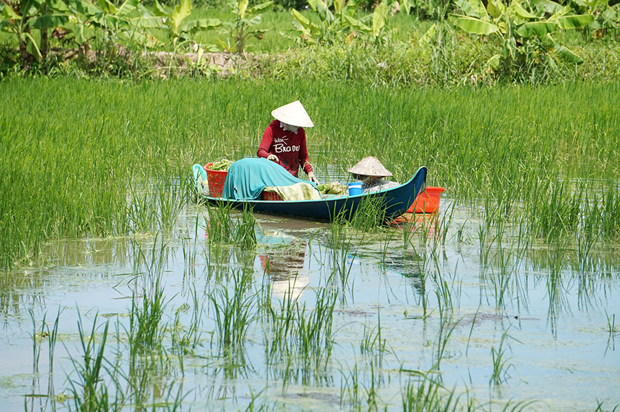 Đặc sản Hẹ nước Cà Mau và những món ăn thơm ngon, hấp dẫn 2