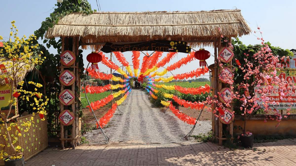 Sun Flower Farm cánh đồng hoa hướng dương bất tận tại Bình Phước 8