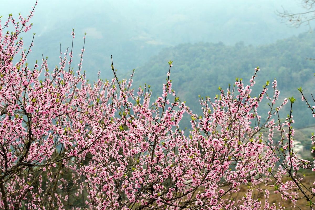 Kinh nghiệm săn hoa đào Hà Giang tháng 3 cho người mới chi tiết nhất 7