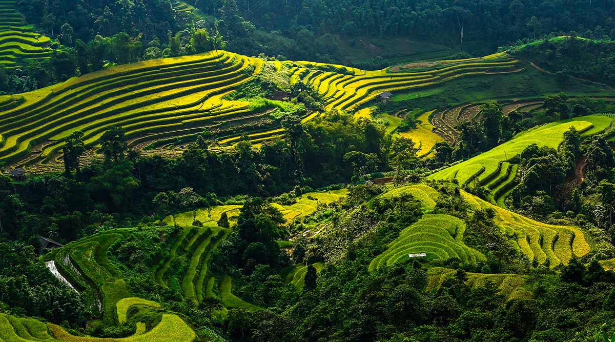 Hoàng Su Phì - Ngỡ ngàng vẻ đẹp ruộng bậc thang mùa lúa chín 3