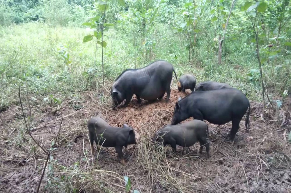 Lợn cắp nách Hà Giang - Đặc sản dân dã của vùng cao Hà Giang 3