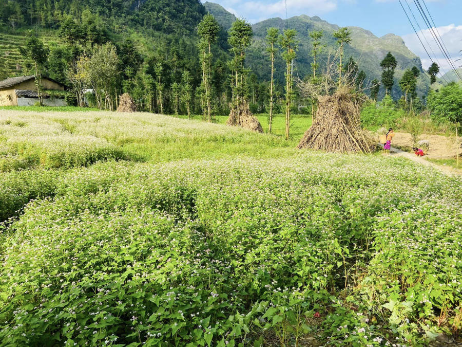 Hà Giang tháng 10 đẹp mê hồn đốn tim những tín đồ mê xê dịch 6