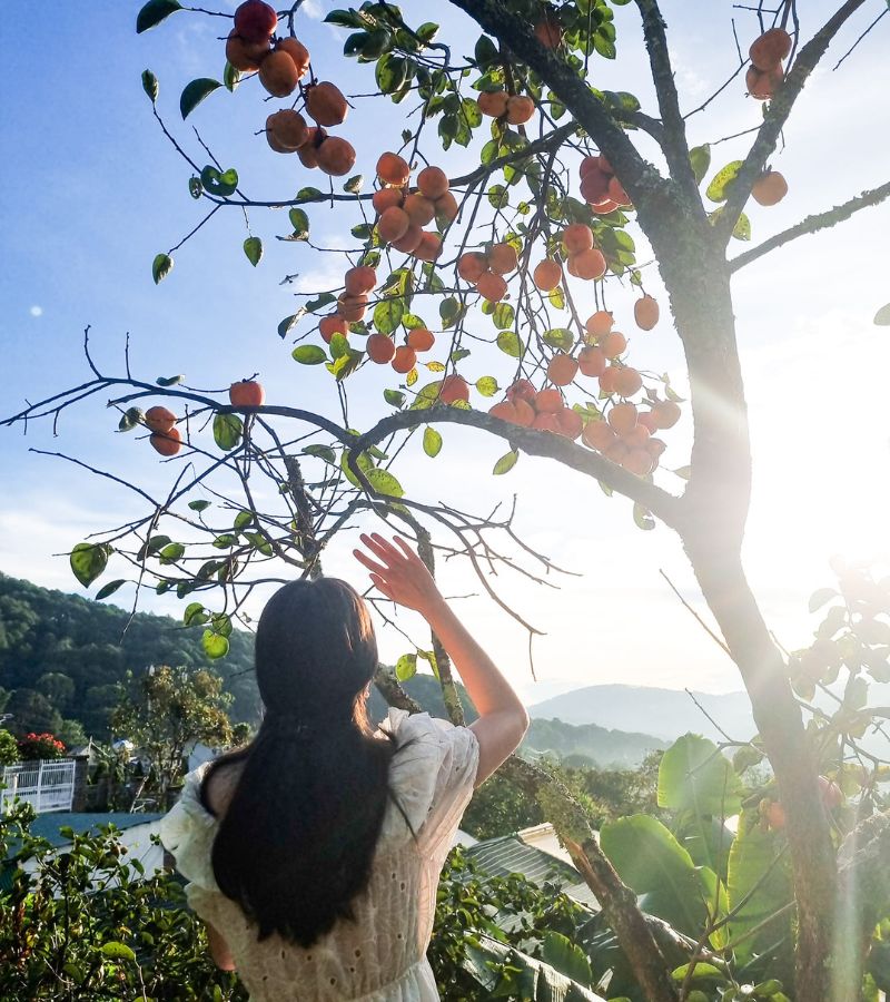 Có một mùa hồng Đà Lạt đẹp dịu dàng dưới đất trời cuối thu 6