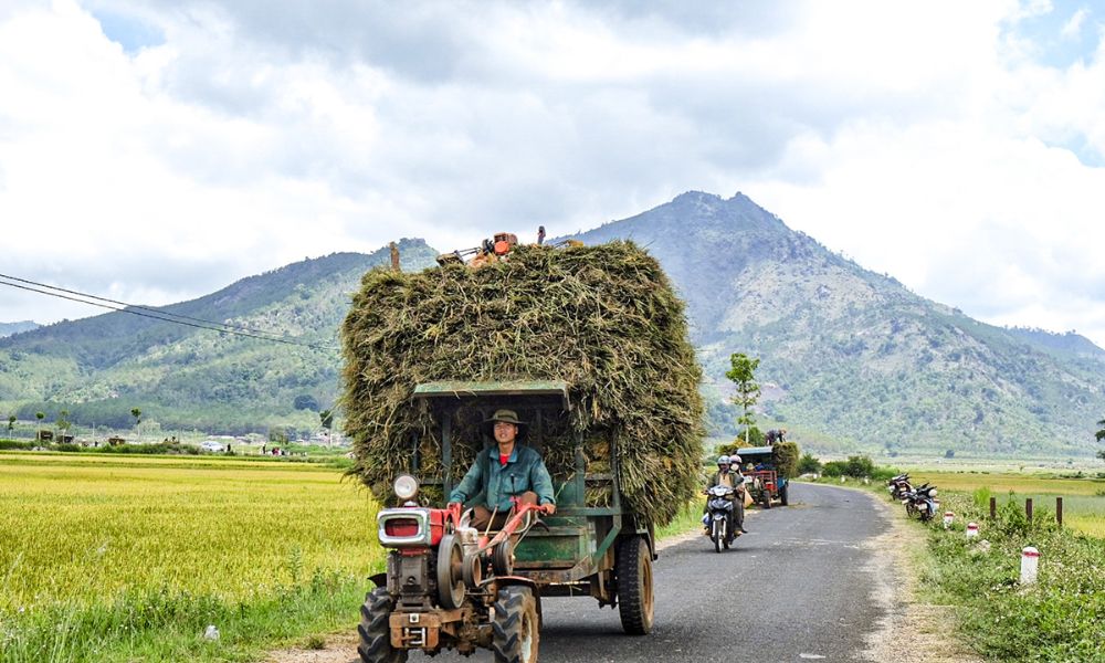 Cánh đồng Ngô Sơn, mảnh ghép tuyệt đẹp giữa đại ngàn xanh thẳm 5