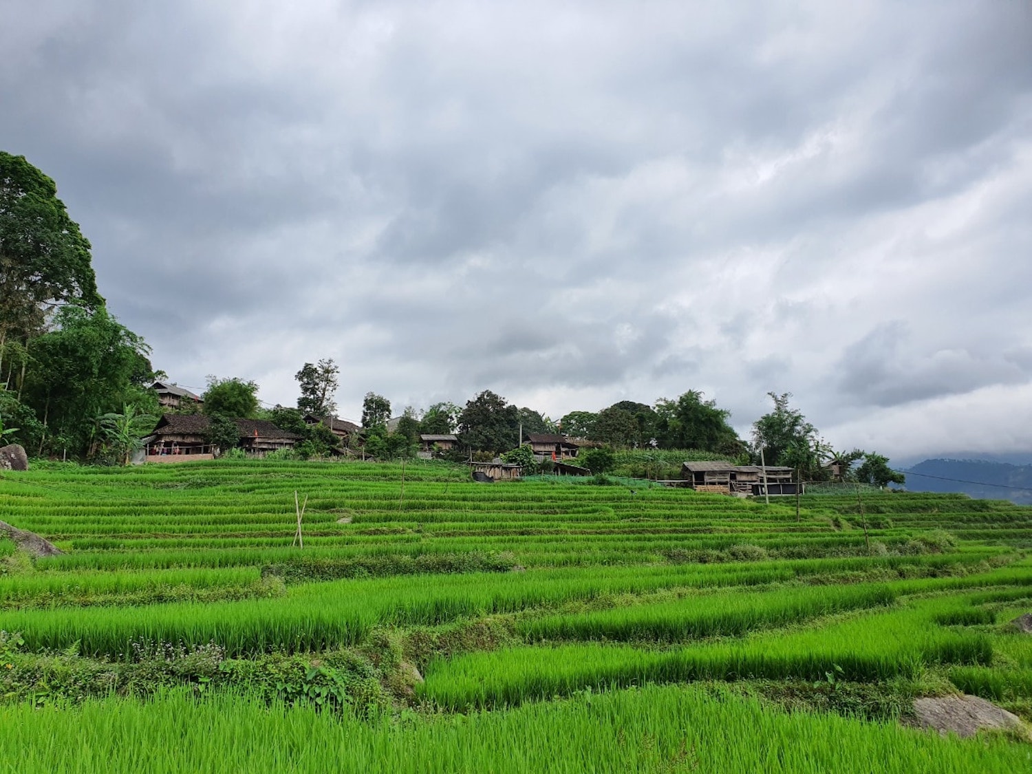 Đến Bản Luốc - Sán Sả Hồ để ngắm thửa ruộng bậc thang rộng nhất Hoàng Su Phì 4