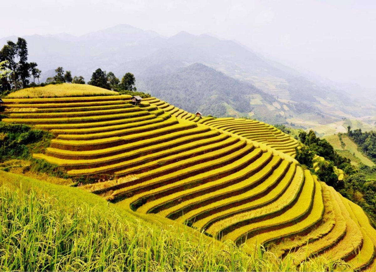 Hoàng Su Phì - Ngỡ ngàng vẻ đẹp ruộng bậc thang mùa lúa chín 2