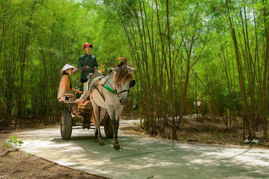 Kinh nghiệm khám phá con đường tầm vong đẹp mê mẩn tại An Giang 2