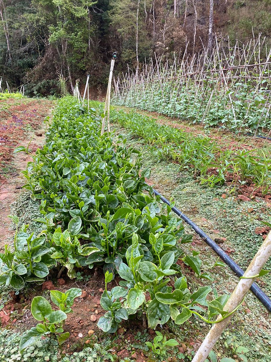 Lat Valley, điểm dừng chân lý tưởng cho những ngày muốn trốn cả thế giới 12