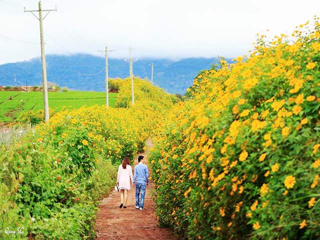 Mùa hoa dã quỳ Đà Lạt - Sắc vàng hoang dại chốn cao nguyên 10