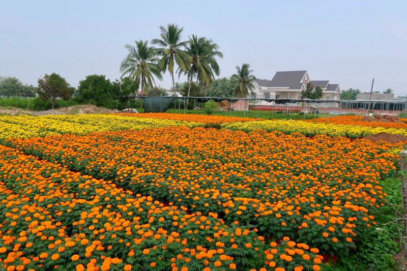 Review Làng hoa giấy Phú Sơn Bến Tre đẹp mê hồn người 3
