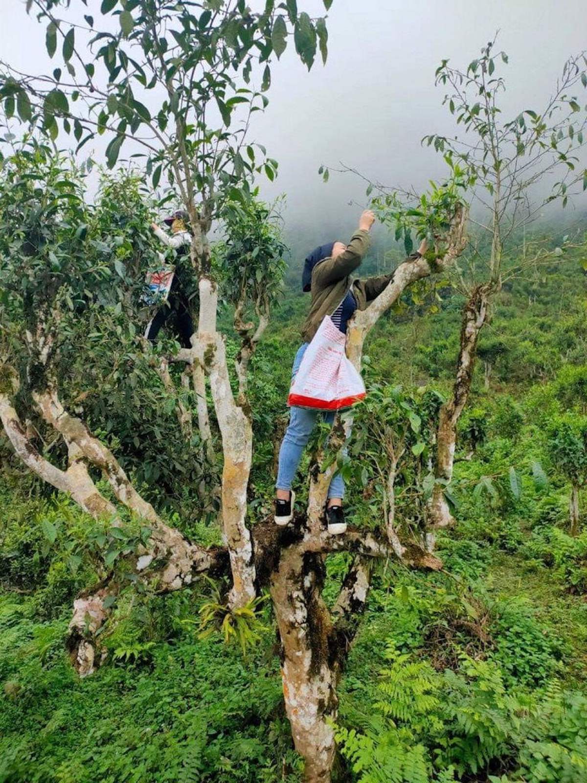 Thưởng Chè Shan Tuyết Hà Giang trong một ngày se lạnh 5