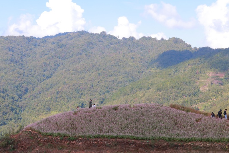 Chiêm ngưỡng mùa hoa tam giác mạch Hà Giang cực lãng mạn 4