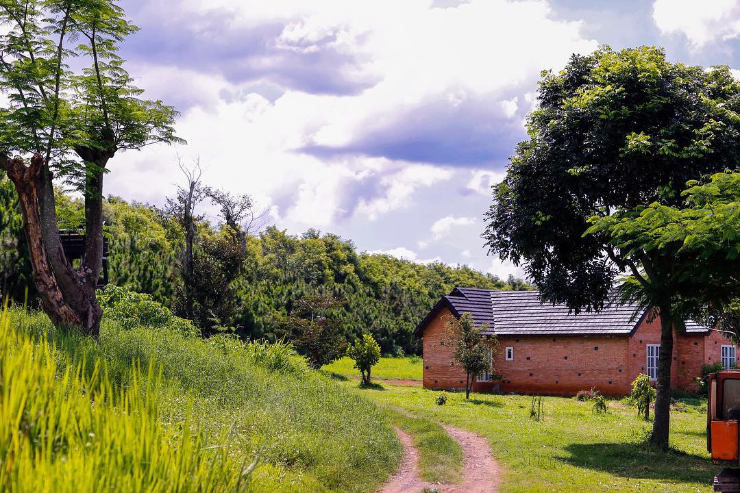 Dalat Milk Farm - Nông trại bò sữa nổi tiếng với cảnh sắc thiên nhiên thơ mộng 3