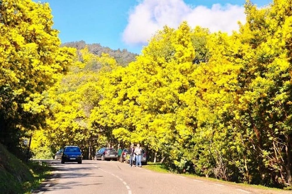 Xuân về rồi, mình cùng đi ngắm mùa hoa mimosa Đà Lạt thôi 8