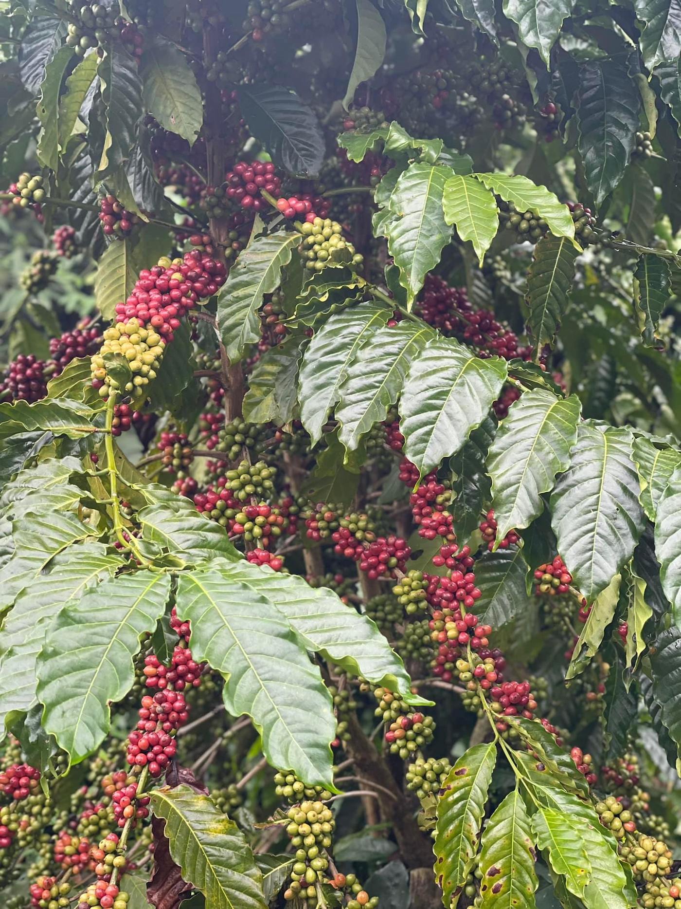 Đến ngay GOT Coffee Bảo Lộc nghe kề về câu chuyện cà phê sạch 5