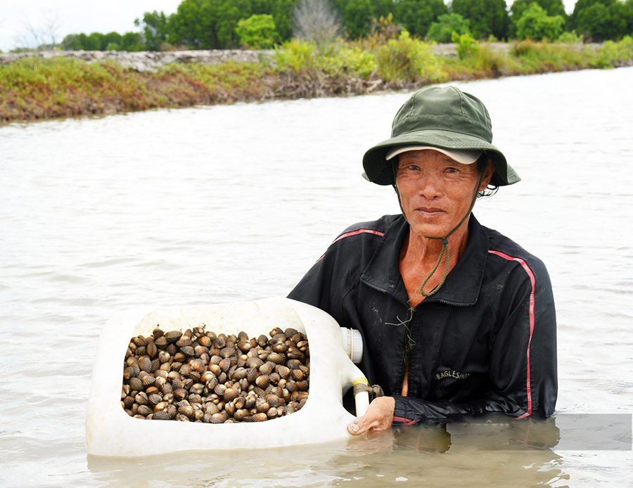 Khám phá nghề sạc sò ở Cà Mau với những nét độc đáo khác biệt 4