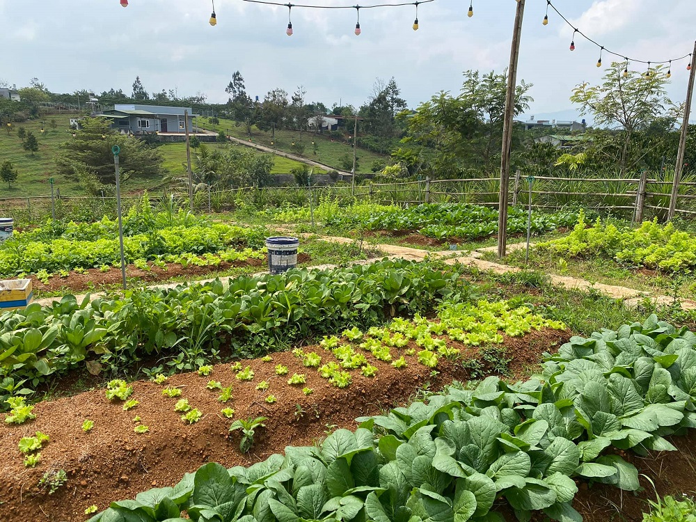 Lạc vào Vintage Garden