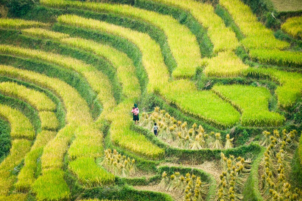 Kinh nghiệm đi Hà Giang săn mùa vàng - Thương nhớ mùa lúa chín ở cao nguyên đá 7