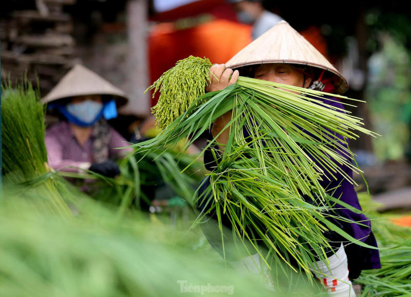 Khám phá Làng cốm Mễ Trì nổi tiếng lâu đời tại Hà Nội 3