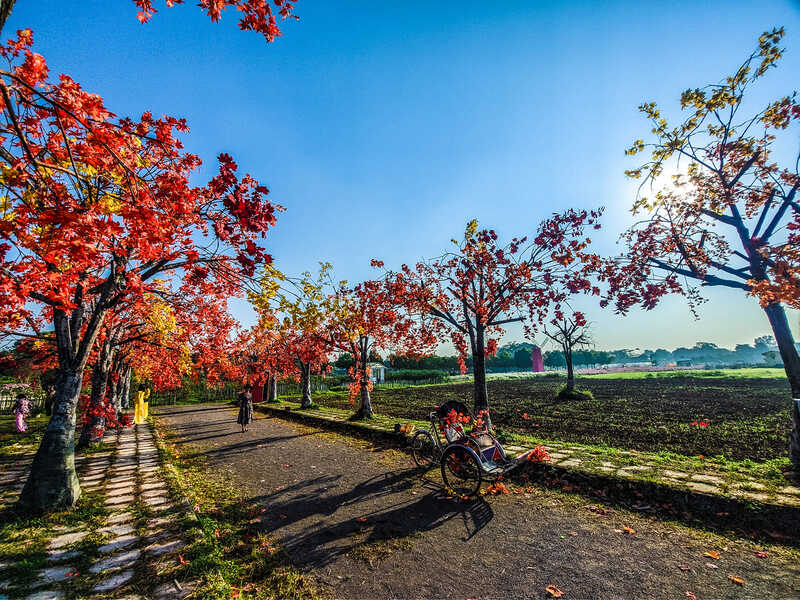 Thảo nguyên hoa Long Biên, không gian rực rỡ ngát hương tại Hà Nội 3