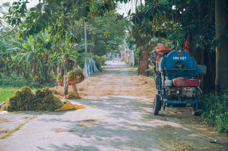 Vẻ đẹp của Làng cổ Đường Lâm trong mùa thu hoạch vụ lúa hè thu 3